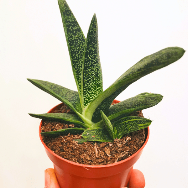 Gasteria Little Warty