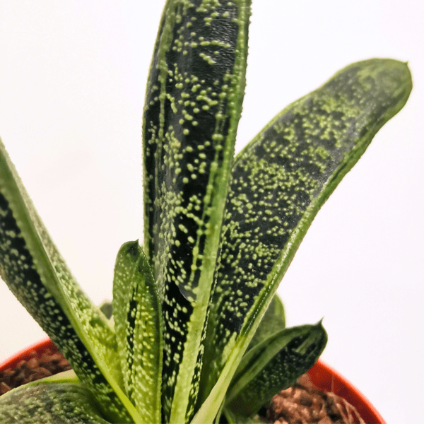 Gasteria Little Warty - immagine 2