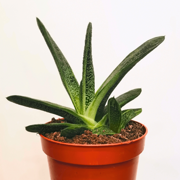 Gasteria Little Warty - immagine 3