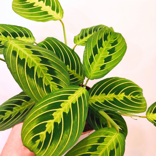 Maranta Lemon Lime