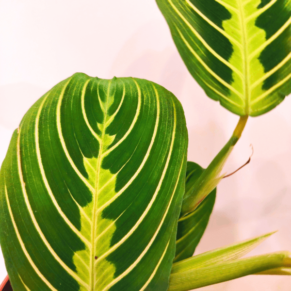 Maranta Lemon Lime - immagine 2