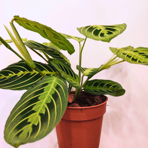 Maranta Lemon Lime - immagine 3