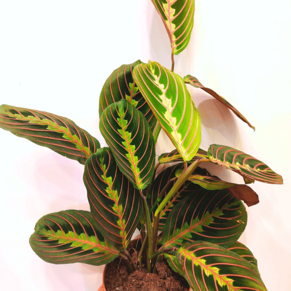 Maranta Leuconeura Fascinator