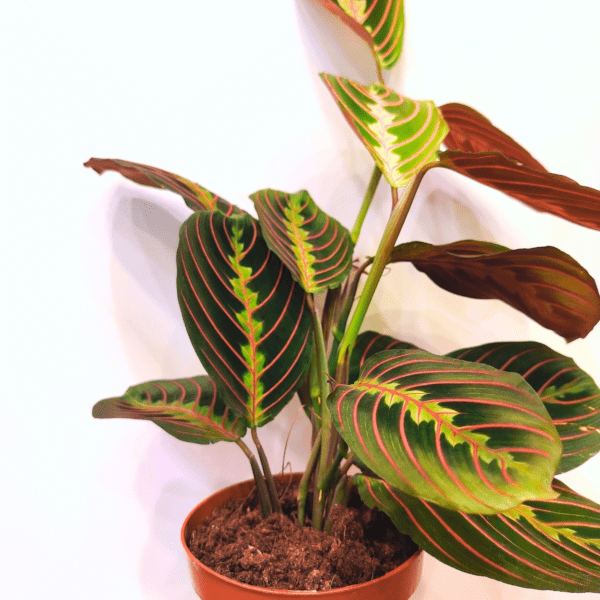 Maranta Leuconeura Fascinator - immagine 3