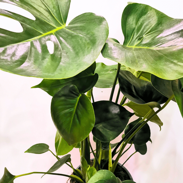 Monstera Deliciosa