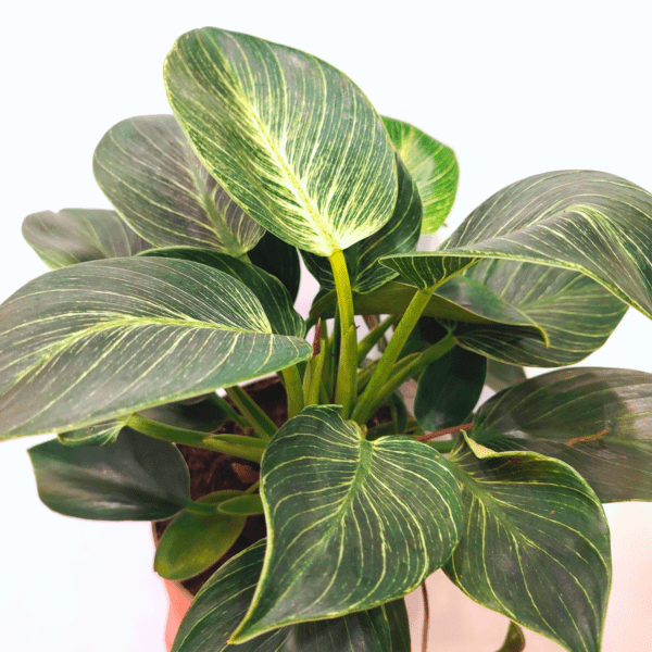 Philodendron Birkin