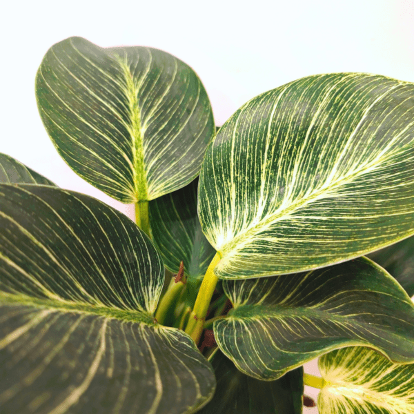 Philodendron Birkin - immagine 2