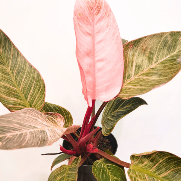 Philodendron Pink Bikini