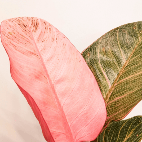 Philodendron Pink Bikini - immagine 2