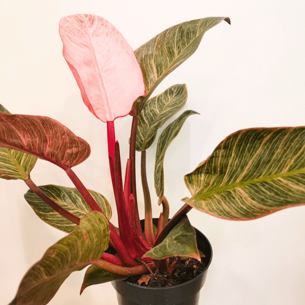 Philodendron Pink Bikini - immagine 3