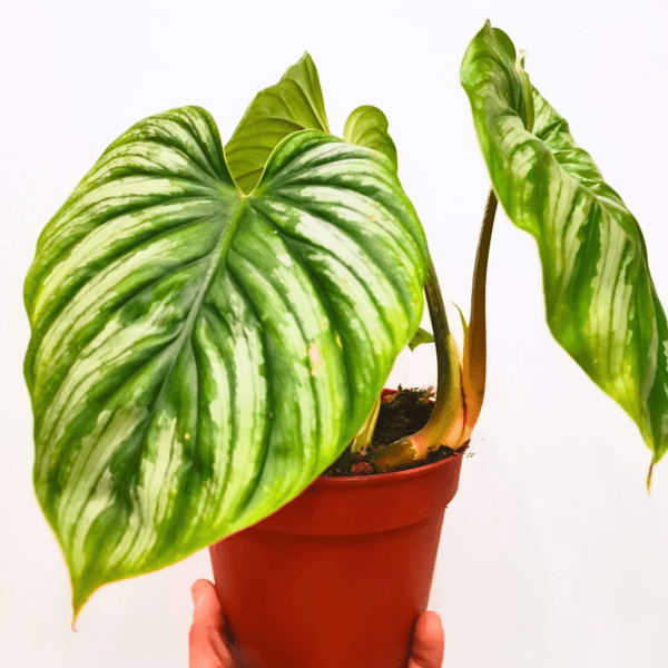 Philodendron Plowmanii