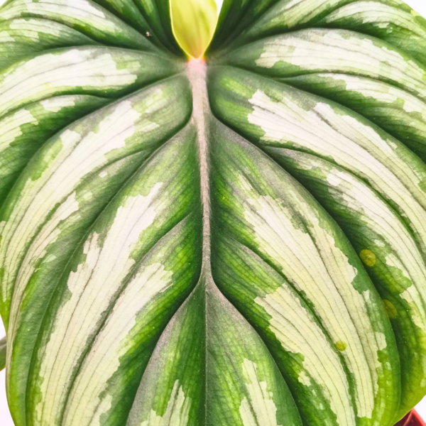 Philodendron Plowmanii - immagine 2