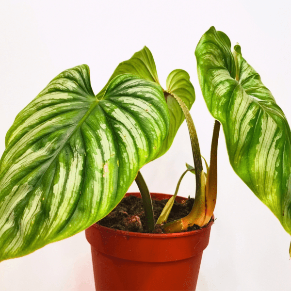 Philodendron Plowmanii - immagine 3