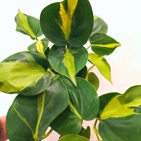 Philodendron Scandens Brasil