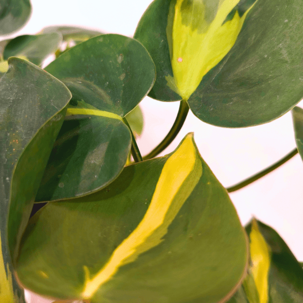 Philodendron Scandens Brasil - immagine 2