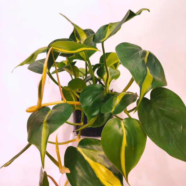 Philodendron Scandens Brasil - immagine 3