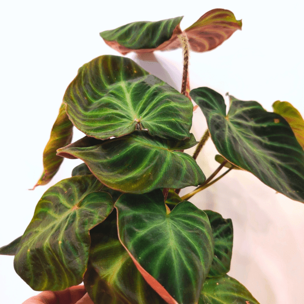 Philodendron Verrucosum