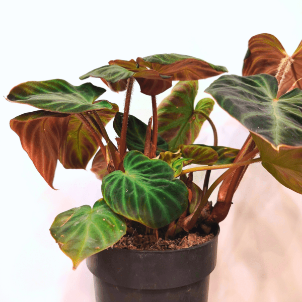 Philodendron Verrucosum - immagine 3