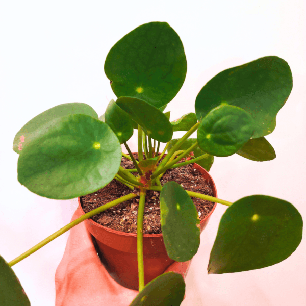 Pilea Peperomioides