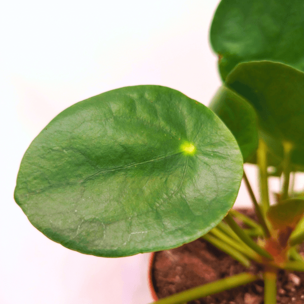 Pilea Peperomioides - immagine 2