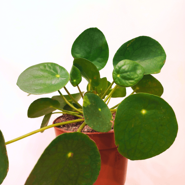 Pilea Peperomioides - immagine 3