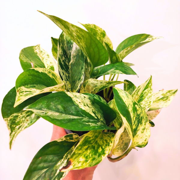 Pothos Marble Queen