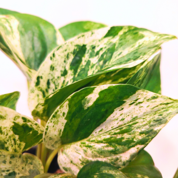 Pothos Marble Queen - immagine 2