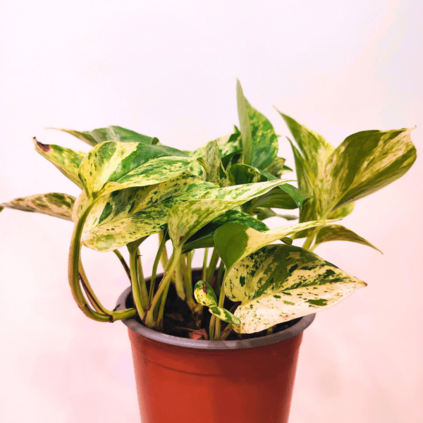 Pothos Marble Queen - immagine 3