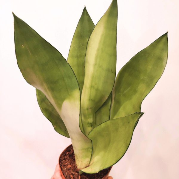 Sansevieria Trifasciata Moonshine