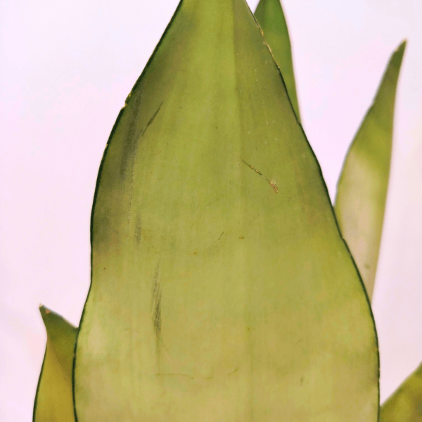 Sansevieria Trifasciata Moonshine - immagine 2