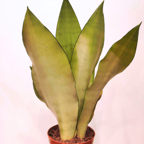 Sansevieria Trifasciata Moonshine - immagine 3