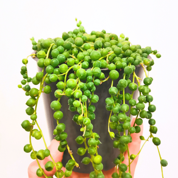 Senecio Rowleyanus