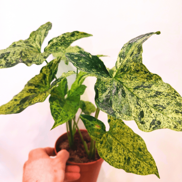 Syngonium Mottled Mojito