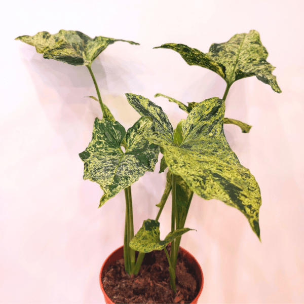 Syngonium Mottled Mojito - immagine 3