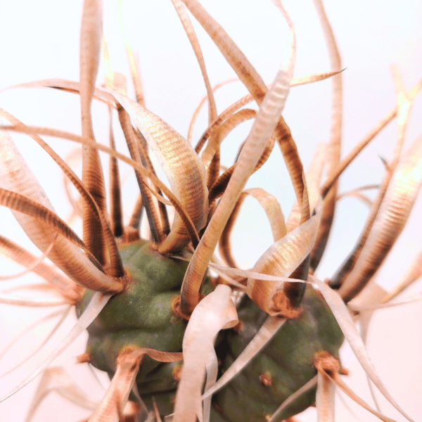 Tephrocactus Articulatus var. Papyracanthus - immagine 2