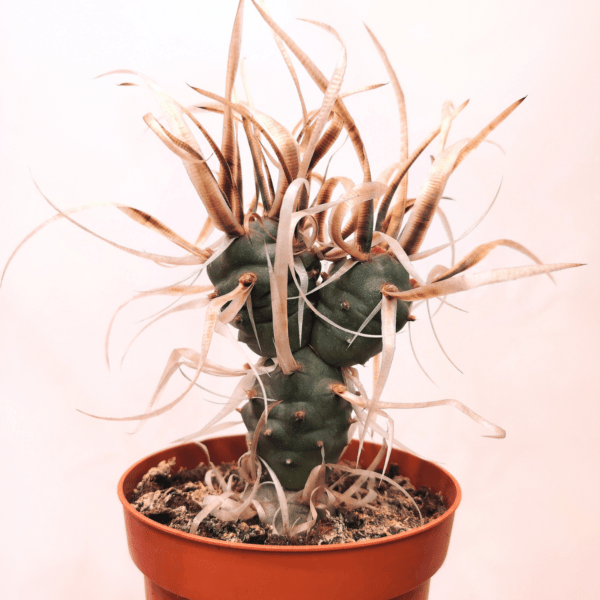 Tephrocactus Articulatus var. Papyracanthus