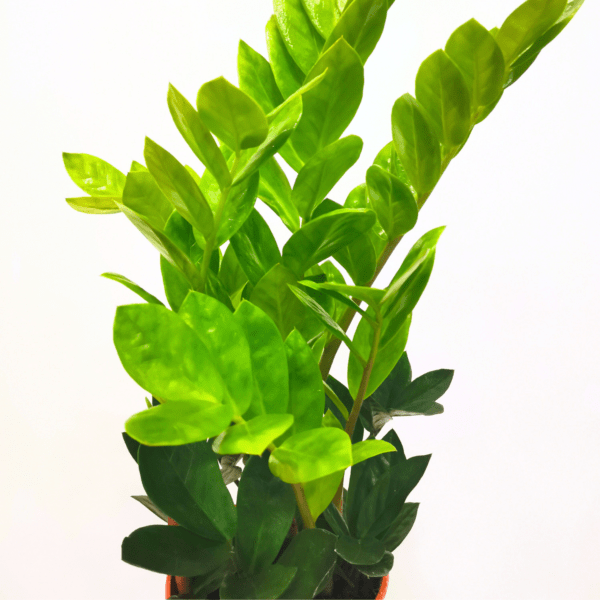 Zamioculcas Zamiifolia