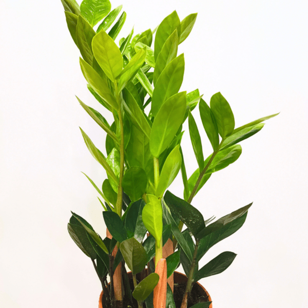 Zamioculcas Zamiifolia - immagine 3